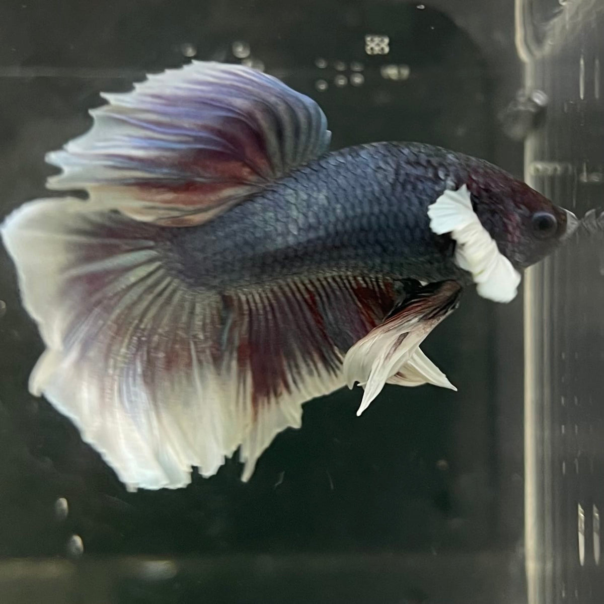 the-fish-farm Male Betta Male Betta - One Only - 4 Choose your favourite Male Betta from The Fish Farm Australia