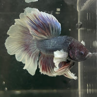 the-fish-farm Male Betta Male Betta - One Only - 4 Choose your favourite Male Betta from The Fish Farm Australia