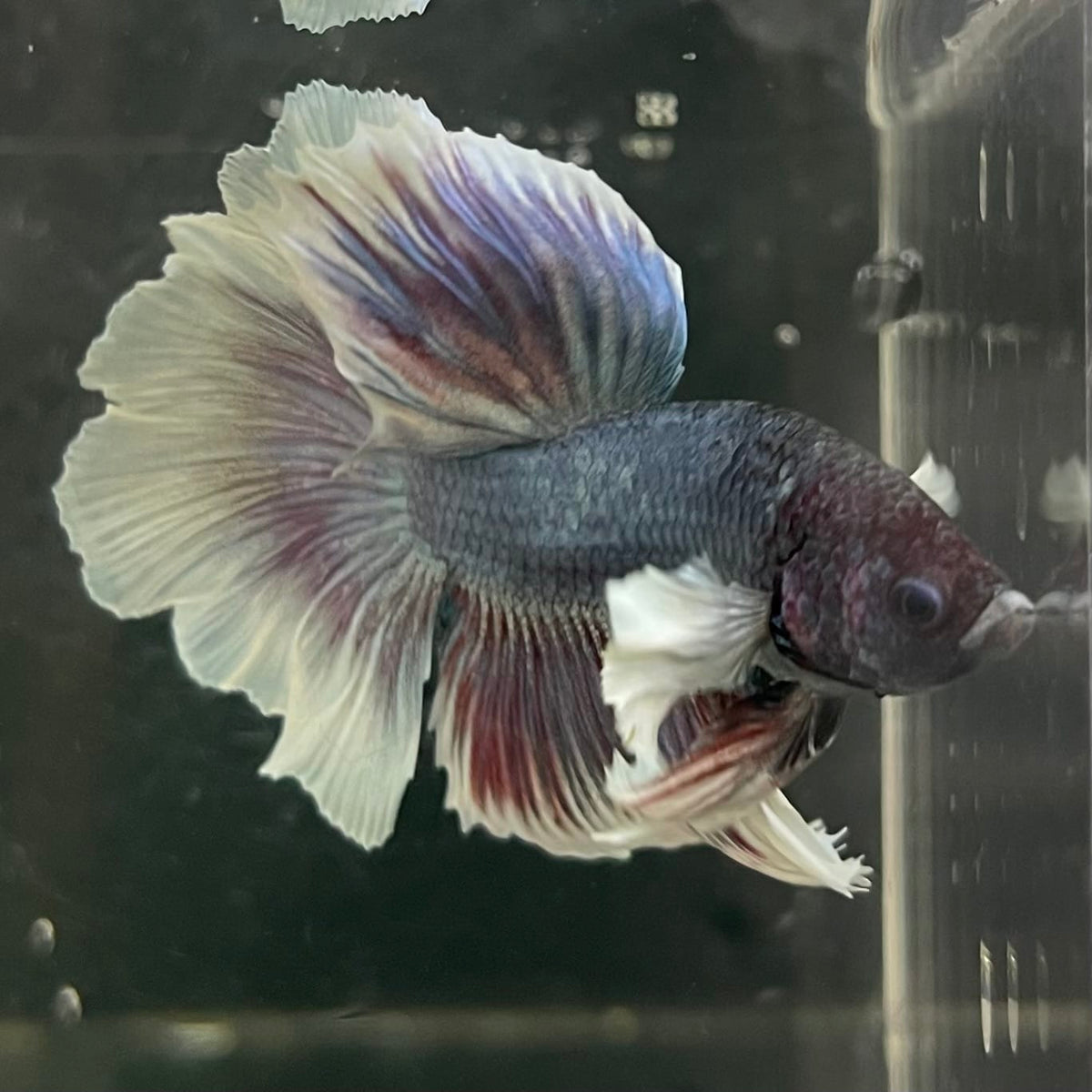 the-fish-farm Male Betta Male Betta - One Only - 4 Choose your favourite Male Betta from The Fish Farm Australia