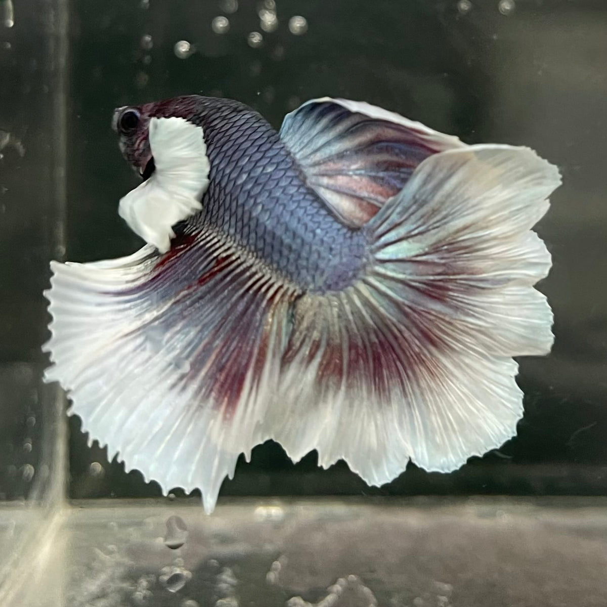 the-fish-farm Male Betta Male Betta - One Only - 4 Choose your favourite Male Betta from The Fish Farm Australia