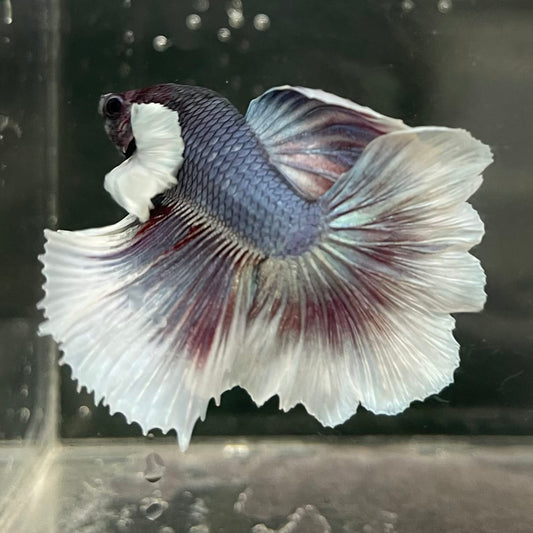 the-fish-farm Male Betta Male Betta - One Only - 4 Choose your favourite Male Betta from The Fish Farm Australia