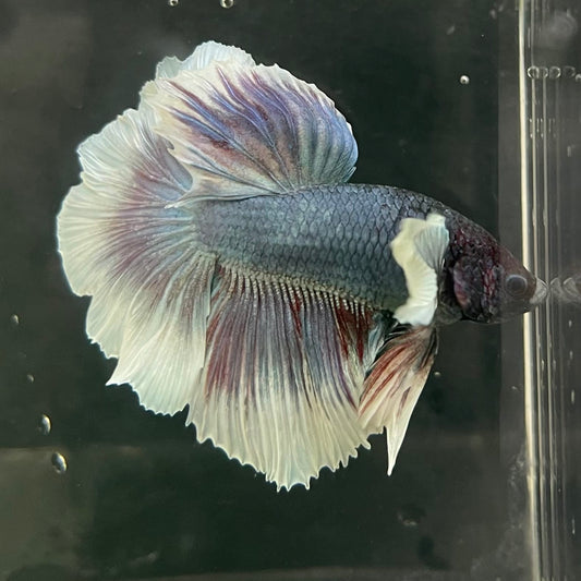 the-fish-farm Male Betta Male Betta - One Only - 4 Choose your favourite Male Betta from The Fish Farm Australia