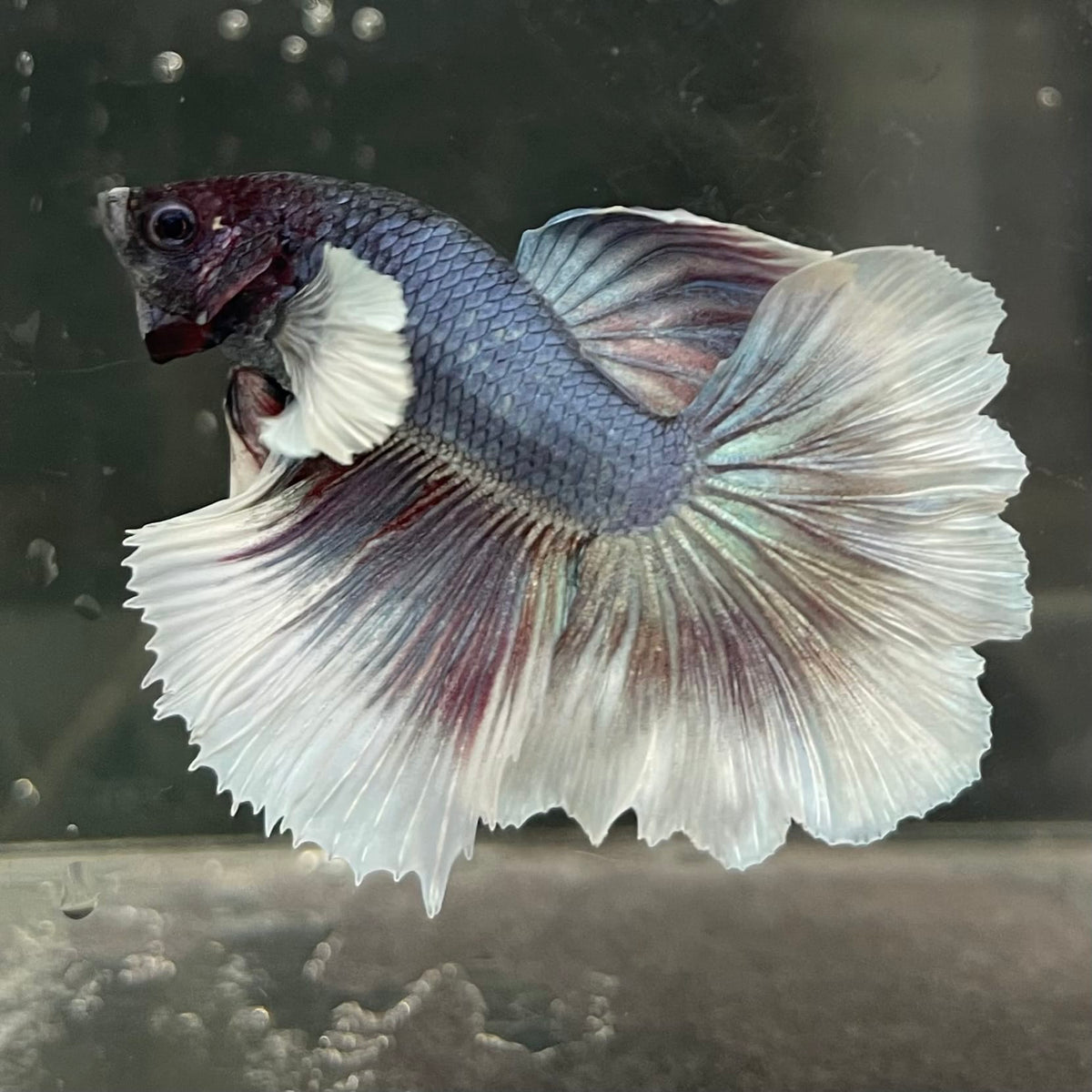 the-fish-farm Male Betta Male Betta - One Only - 4 Choose your favourite Male Betta from The Fish Farm Australia