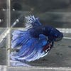 the-fish-farm Male Betta Male Betta - One Only - 4 Choose your favourite Male Betta from The Fish Farm Australia