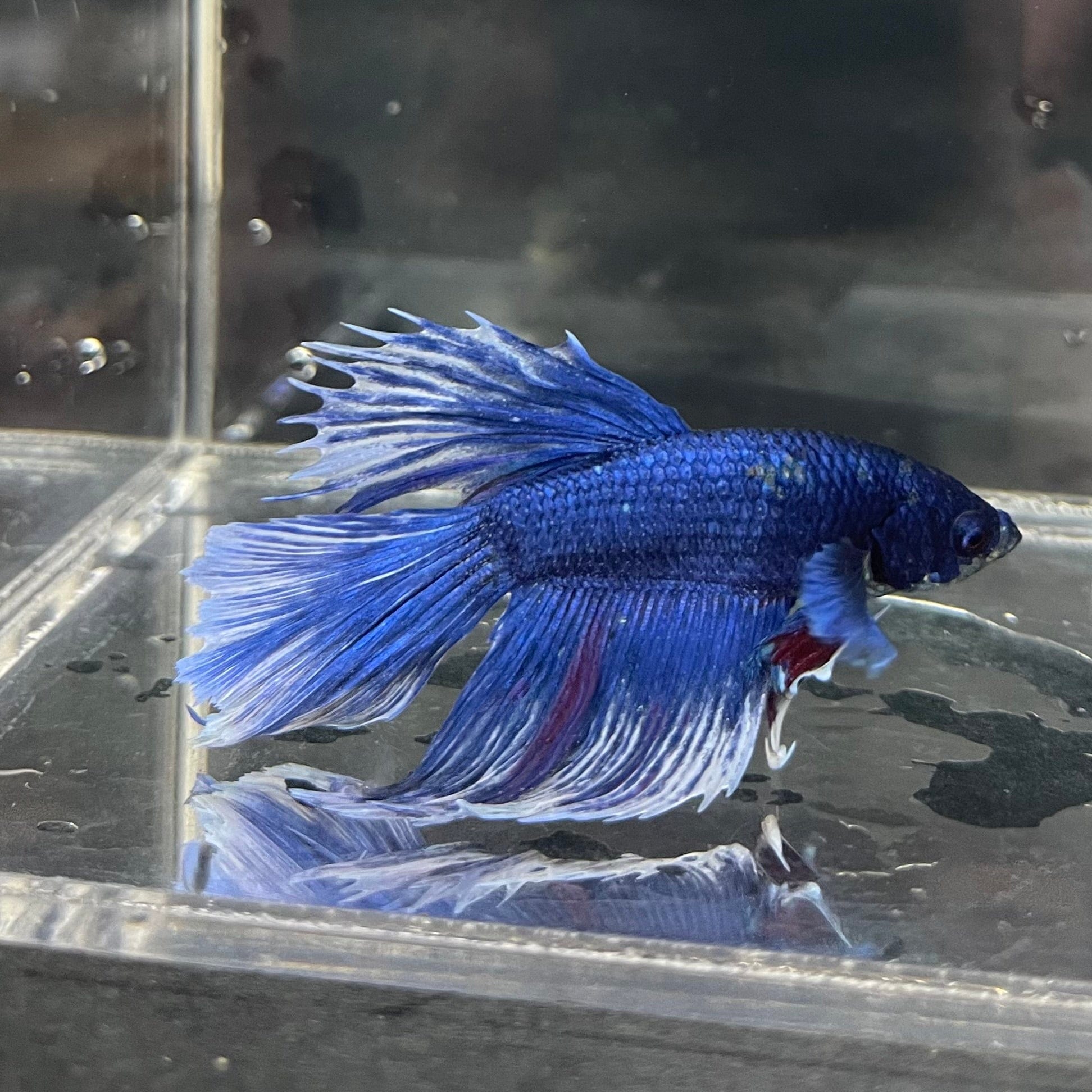 the-fish-farm Male Betta Male Betta - One Only - 4 Choose your favourite Male Betta from The Fish Farm Australia