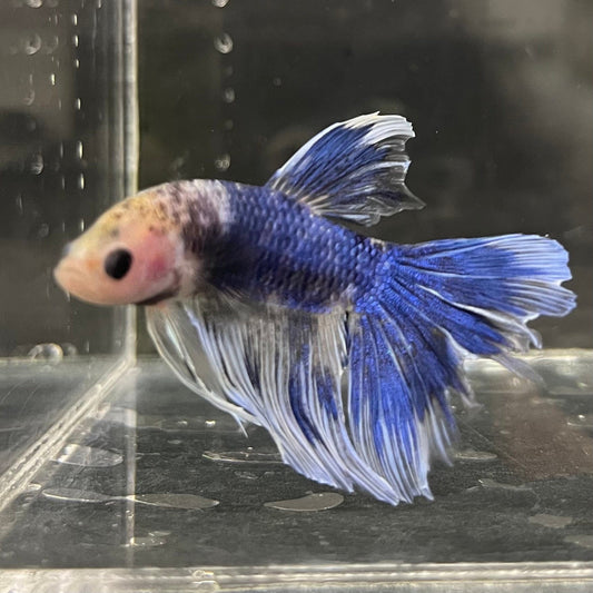 the-fish-farm Male Betta Male Betta - One Only - 5 Choose your favourite Male Betta from The Fish Farm Australia