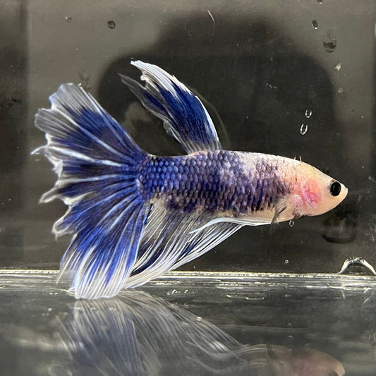 the-fish-farm Male Betta Male Betta - One Only - 5 Choose your favourite Male Betta from The Fish Farm Australia