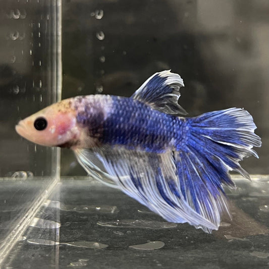 the-fish-farm Male Betta Male Betta - One Only - 5 Choose your favourite Male Betta from The Fish Farm Australia