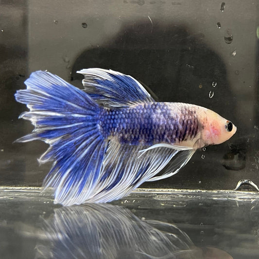 the-fish-farm Male Betta Male Betta - One Only - 5 Choose your favourite Male Betta from The Fish Farm Australia