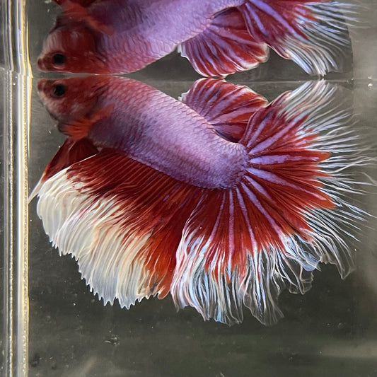 the-fish-farm Male Betta Male Betta - One Only - 5 Choose your favourite Male Betta from The Fish Farm Australia