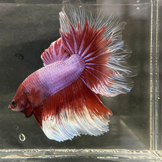 the-fish-farm Male Betta Male Betta - One Only - 5 Choose your favourite Male Betta from The Fish Farm Australia