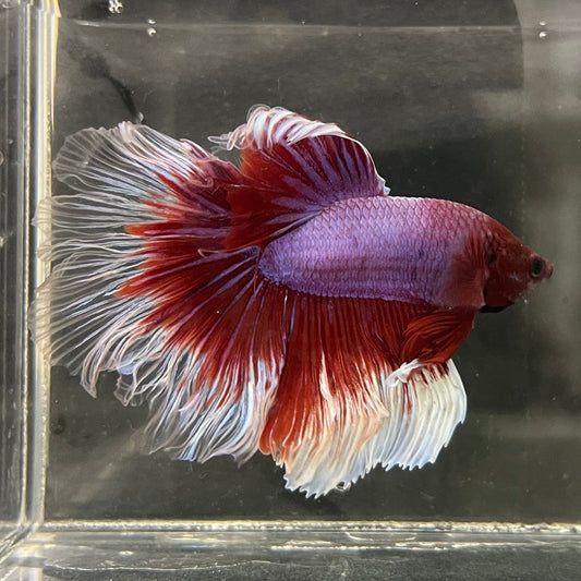 the-fish-farm Male Betta Male Betta - One Only - 5 Choose your favourite Male Betta from The Fish Farm Australia