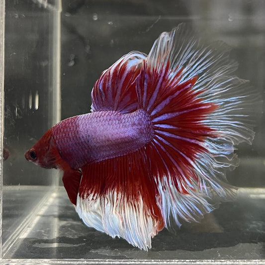 the-fish-farm Male Betta Male Betta - One Only - 5 Choose your favourite Male Betta from The Fish Farm Australia