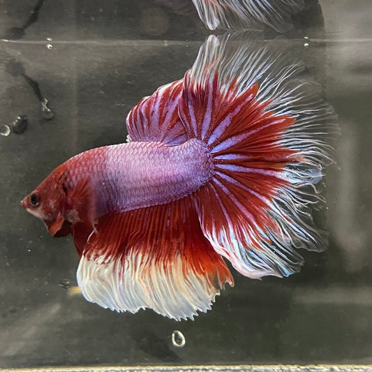 the-fish-farm Male Betta Male Betta - One Only - 5 Choose your favourite Male Betta from The Fish Farm Australia