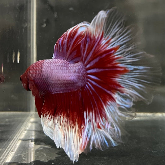 the-fish-farm Male Betta Male Betta - One Only - 5 Choose your favourite Male Betta from The Fish Farm Australia