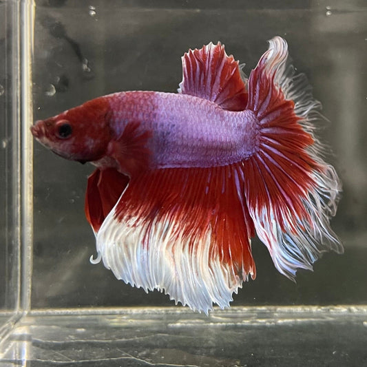 the-fish-farm Male Betta Male Betta - One Only - 5 Choose your favourite Male Betta from The Fish Farm Australia