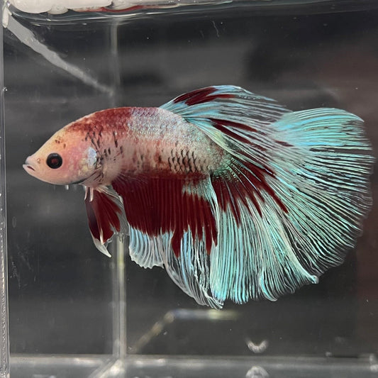 the-fish-farm Male Betta Male Betta - One Only - 5 Choose your favourite Male Betta from The Fish Farm Australia