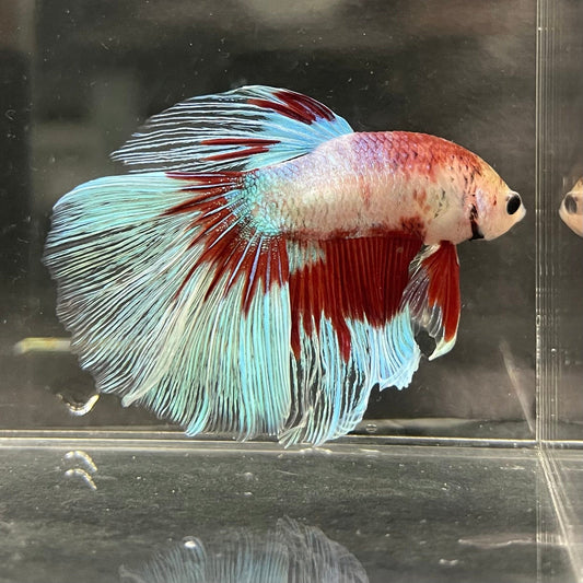 the-fish-farm Male Betta Male Betta - One Only - 5 Choose your favourite Male Betta from The Fish Farm Australia