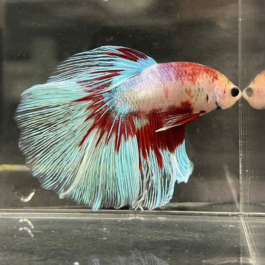 the-fish-farm Male Betta Male Betta - One Only - 5 Choose your favourite Male Betta from The Fish Farm Australia