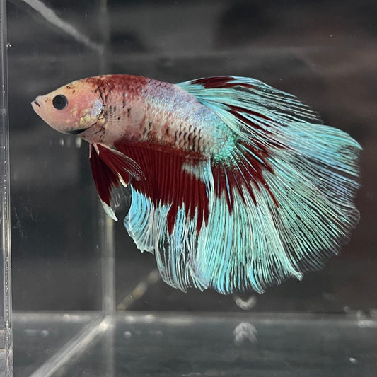 the-fish-farm Male Betta Male Betta - One Only - 5 Choose your favourite Male Betta from The Fish Farm Australia
