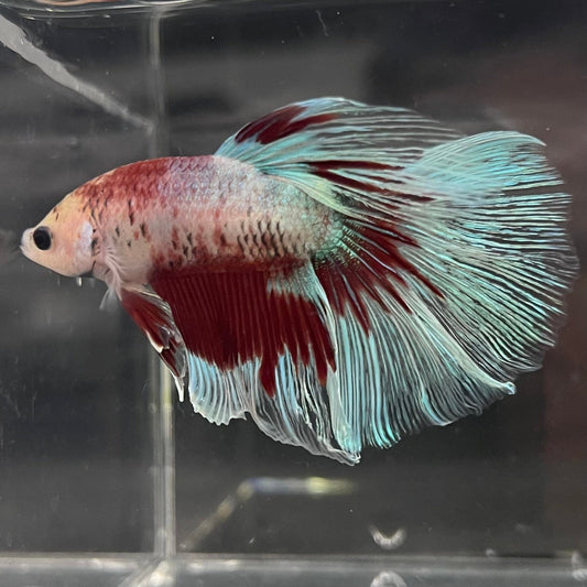 the-fish-farm Male Betta Male Betta - One Only - 5 Choose your favourite Male Betta from The Fish Farm Australia