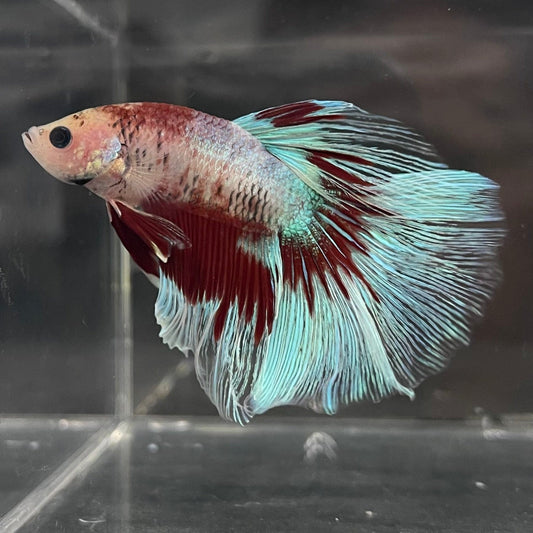 the-fish-farm Male Betta Male Betta - One Only - 5 Choose your favourite Male Betta from The Fish Farm Australia