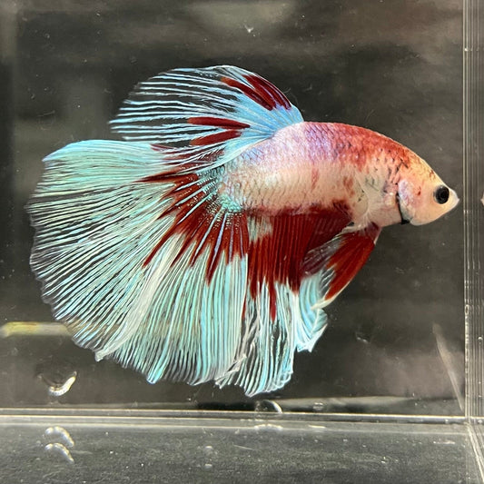 the-fish-farm Male Betta Male Betta - One Only - 5 Choose your favourite Male Betta from The Fish Farm Australia