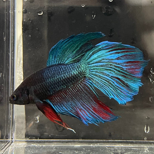 the-fish-farm Male Betta Male Betta - One Only - 5 Choose your favourite Male Betta from The Fish Farm Australia