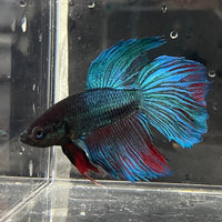 the-fish-farm Male Betta Male Betta - One Only - 5 Choose your favourite Male Betta from The Fish Farm Australia