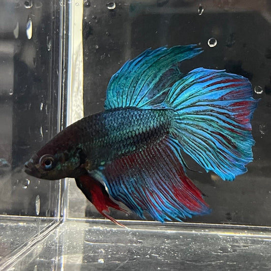 the-fish-farm Male Betta Male Betta - One Only - 5 Choose your favourite Male Betta from The Fish Farm Australia