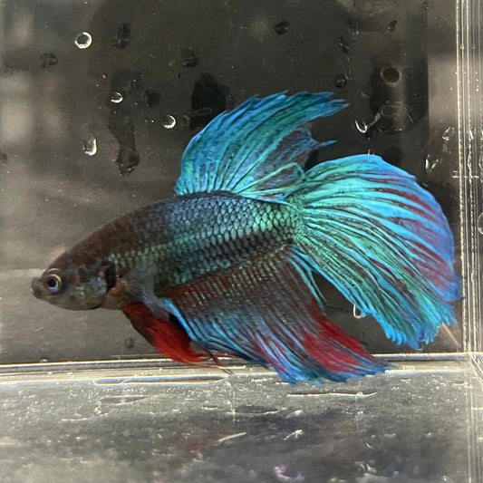 the-fish-farm Male Betta Male Betta - One Only - 5 Choose your favourite Male Betta from The Fish Farm Australia