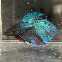 the-fish-farm Male Betta Male Betta - One Only - 5 Choose your favourite Male Betta from The Fish Farm Australia