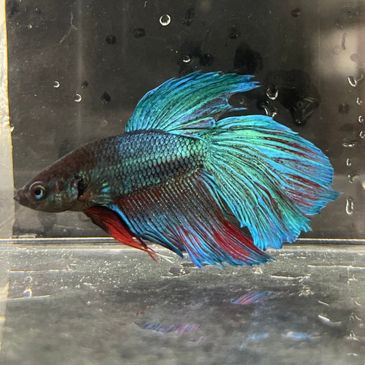 the-fish-farm Male Betta Male Betta - One Only - 5 Choose your favourite Male Betta from The Fish Farm Australia