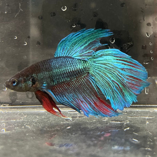 the-fish-farm Male Betta Male Betta - One Only - 5 Choose your favourite Male Betta from The Fish Farm Australia