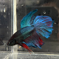 the-fish-farm Male Betta Male Betta - One Only - 5 Choose your favourite Male Betta from The Fish Farm Australia