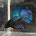 the-fish-farm Male Betta Male Betta - One Only - 5 Choose your favourite Male Betta from The Fish Farm Australia