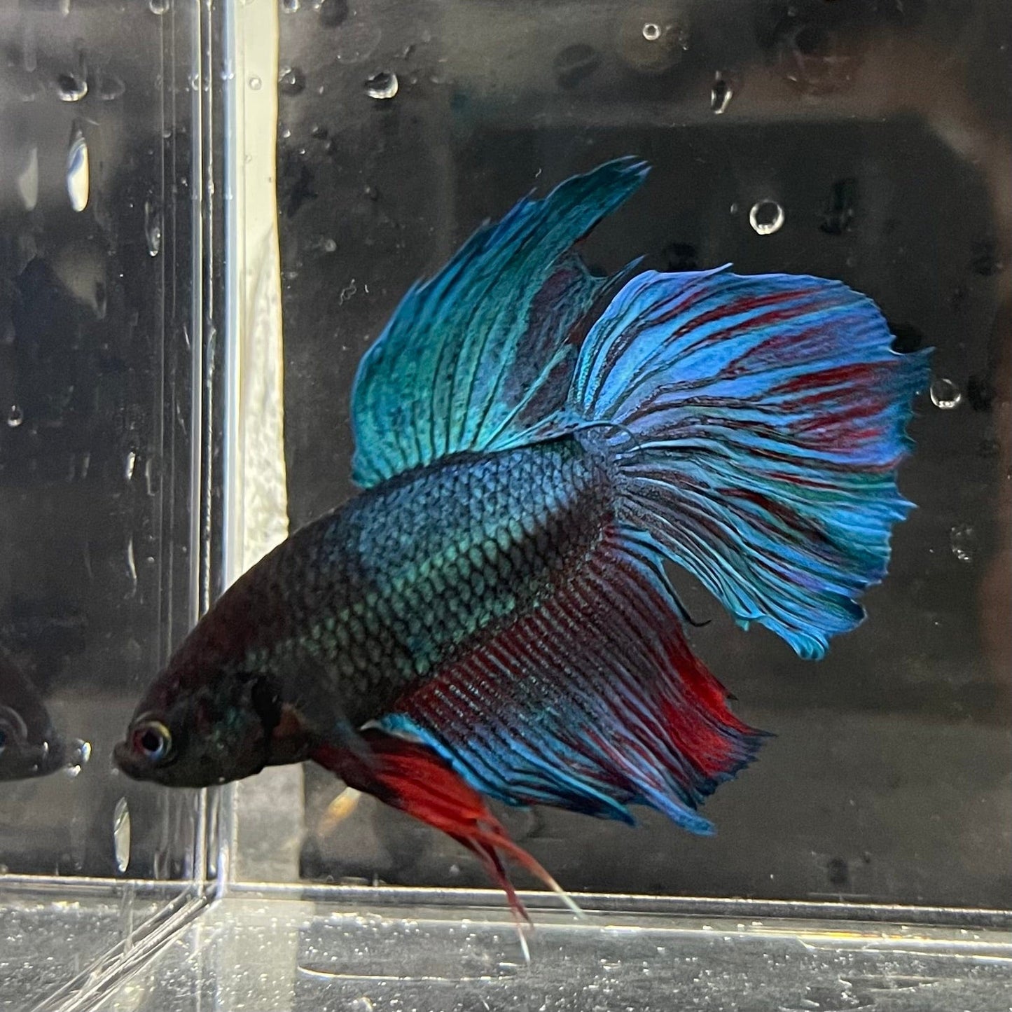 the-fish-farm Male Betta Male Betta - One Only - 5 Choose your favourite Male Betta from The Fish Farm Australia