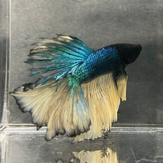 the-fish-farm Male Betta Male Betta - One Only - 5 Choose your favourite Male Betta from The Fish Farm Australia