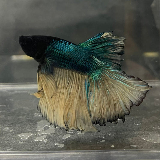 the-fish-farm Male Betta Male Betta - One Only - 5 Choose your favourite Male Betta from The Fish Farm Australia