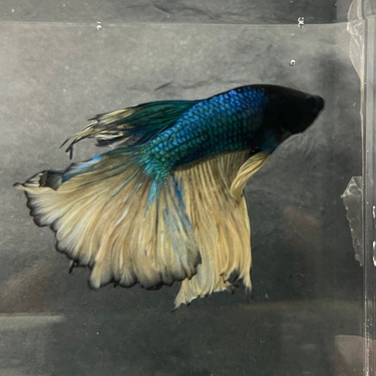 the-fish-farm Male Betta Male Betta - One Only - 5 Choose your favourite Male Betta from The Fish Farm Australia