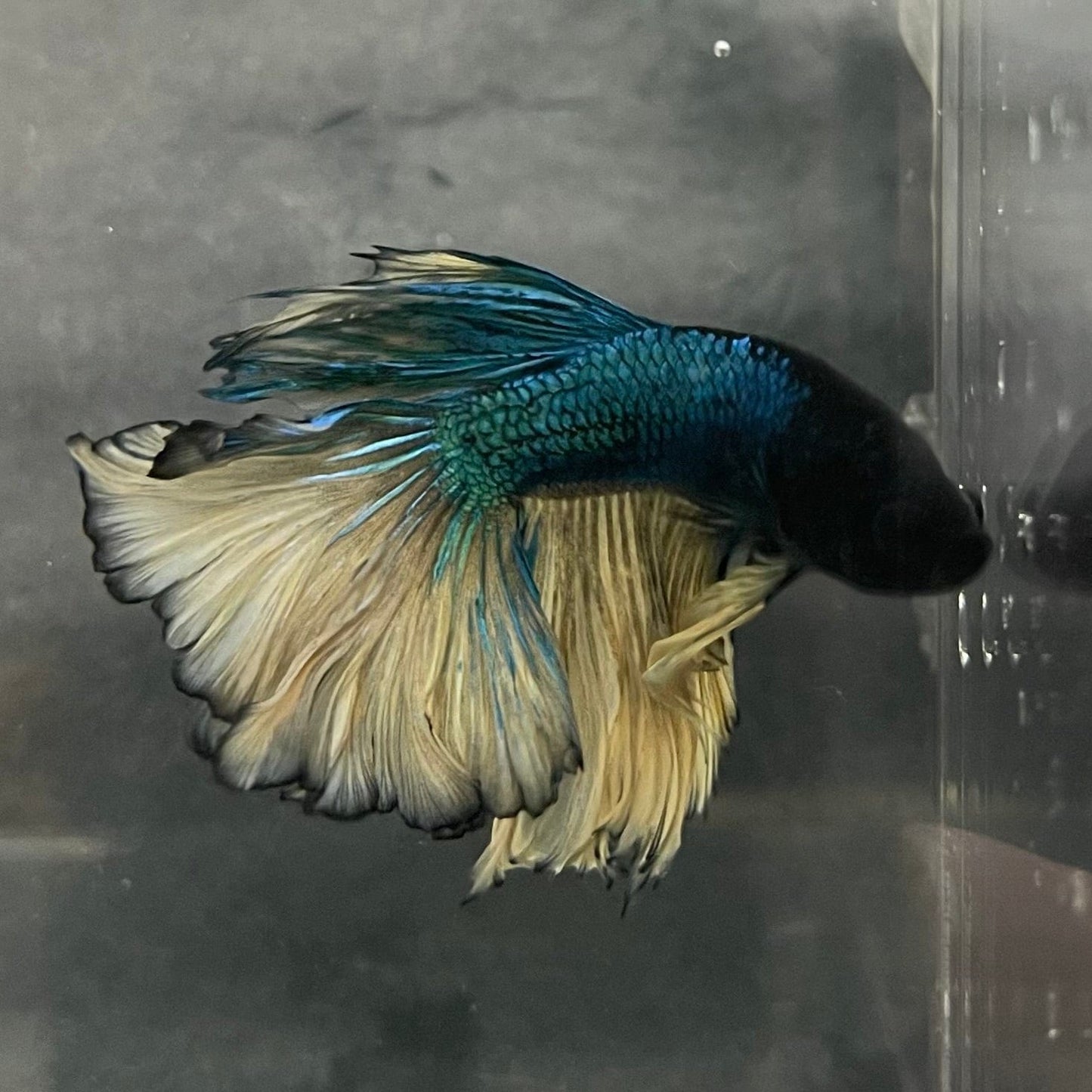 the-fish-farm Male Betta Male Betta - One Only - 5 Choose your favourite Male Betta from The Fish Farm Australia