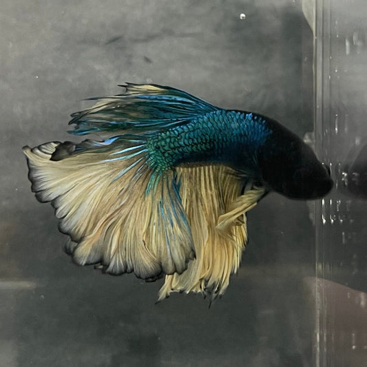 the-fish-farm Male Betta Male Betta - One Only - 5 Choose your favourite Male Betta from The Fish Farm Australia