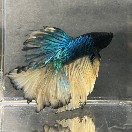 the-fish-farm Male Betta Male Betta - One Only - 5 Choose your favourite Male Betta from The Fish Farm Australia