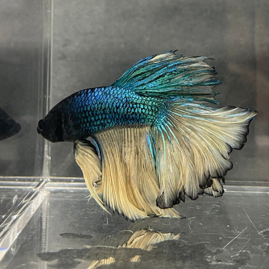 the-fish-farm Male Betta Male Betta - One Only - 5 Choose your favourite Male Betta from The Fish Farm Australia