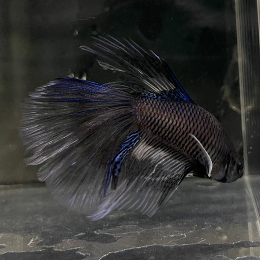 the-fish-farm Male Betta Male Betta - One Only - 5 Choose your favourite Male Betta from The Fish Farm Australia