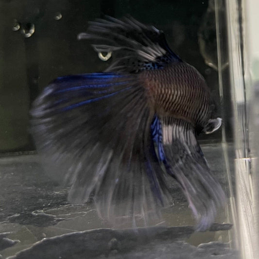 the-fish-farm Male Betta Male Betta - One Only - 5 Choose your favourite Male Betta from The Fish Farm Australia