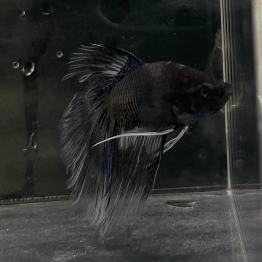 the-fish-farm Male Betta Male Betta - One Only - 5 Choose your favourite Male Betta from The Fish Farm Australia
