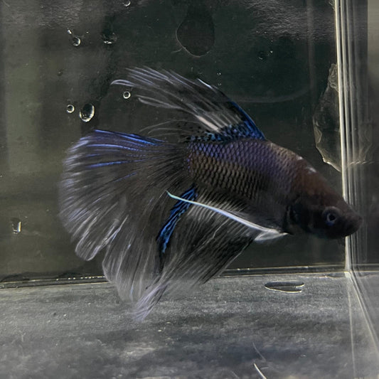 the-fish-farm Male Betta Male Betta - One Only - 5 Choose your favourite Male Betta from The Fish Farm Australia