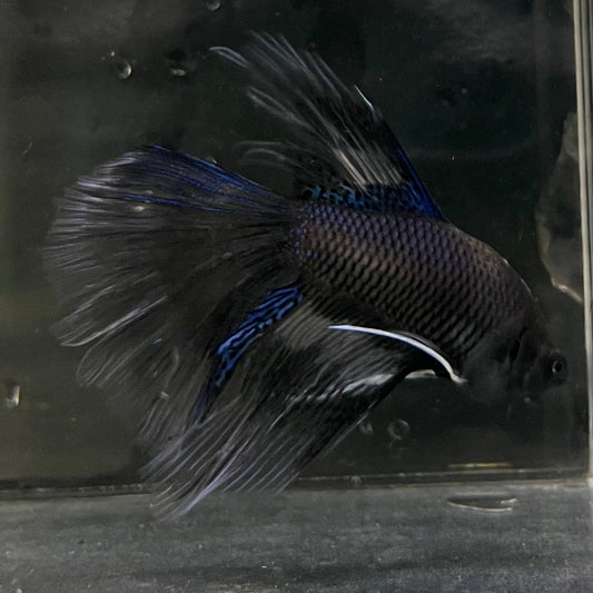 the-fish-farm Male Betta Male Betta - One Only - 5 Choose your favourite Male Betta from The Fish Farm Australia