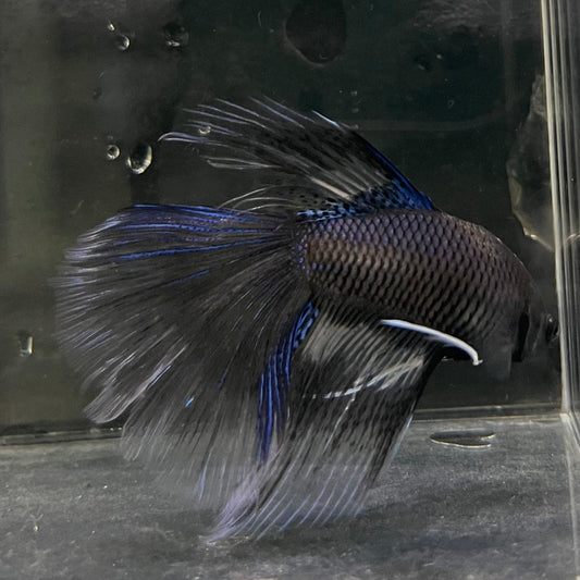 the-fish-farm Male Betta Male Betta - One Only - 5 Choose your favourite Male Betta from The Fish Farm Australia